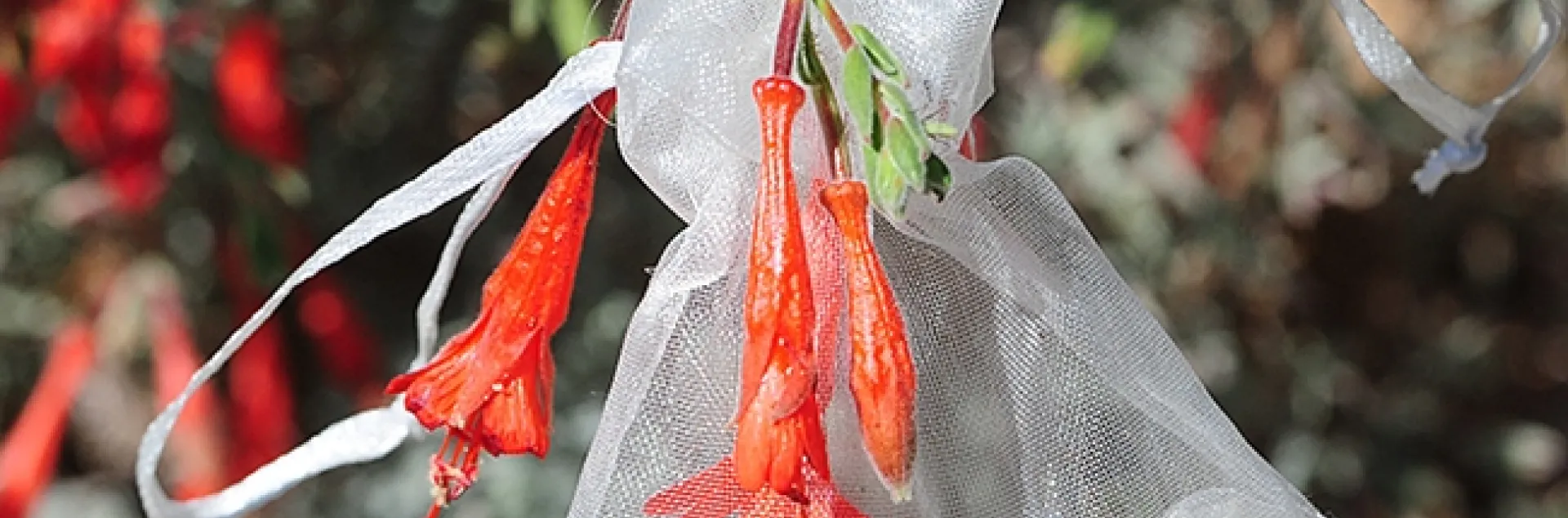 Community ecologist Rachel Vannette's bagged blossoms of California fuchsia in the UC Davis Arboretum and Public Garden led to her discovery of a new species of bacteria, Acinetobacter rathckeae, named for note botanist Beverly Rathcke. (Photo by Kathy Keatley Garvey)