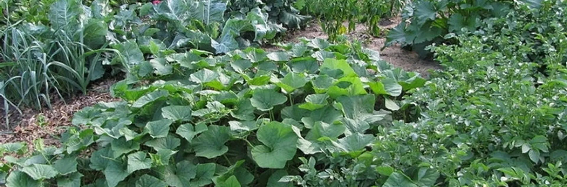 Vegetable garden with squash, potatoes, and greens.
