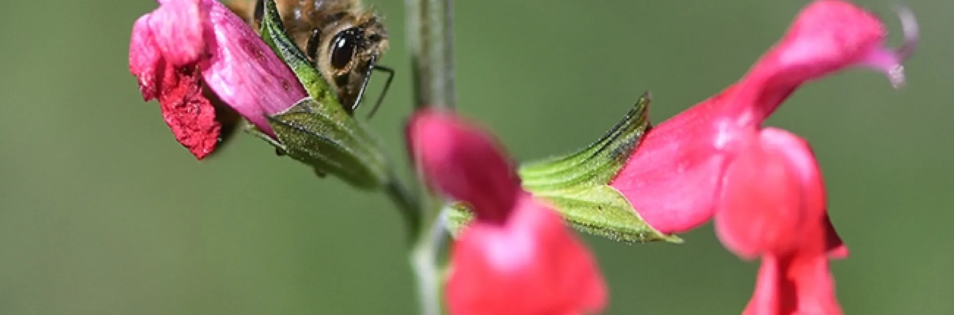 A honey bee foraging on Salvia "Hot Lips." (Photo by Kathy Keatley Garvey)