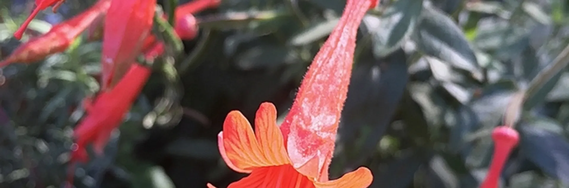 This is the California fuchsia, Epilobium canum, from the UC Davis Arboretum and Public Garden. UC Davis community ecologist Rachel Vannette isolated a new species of bacteria from this plant. (Photo by Rachel Vannette)