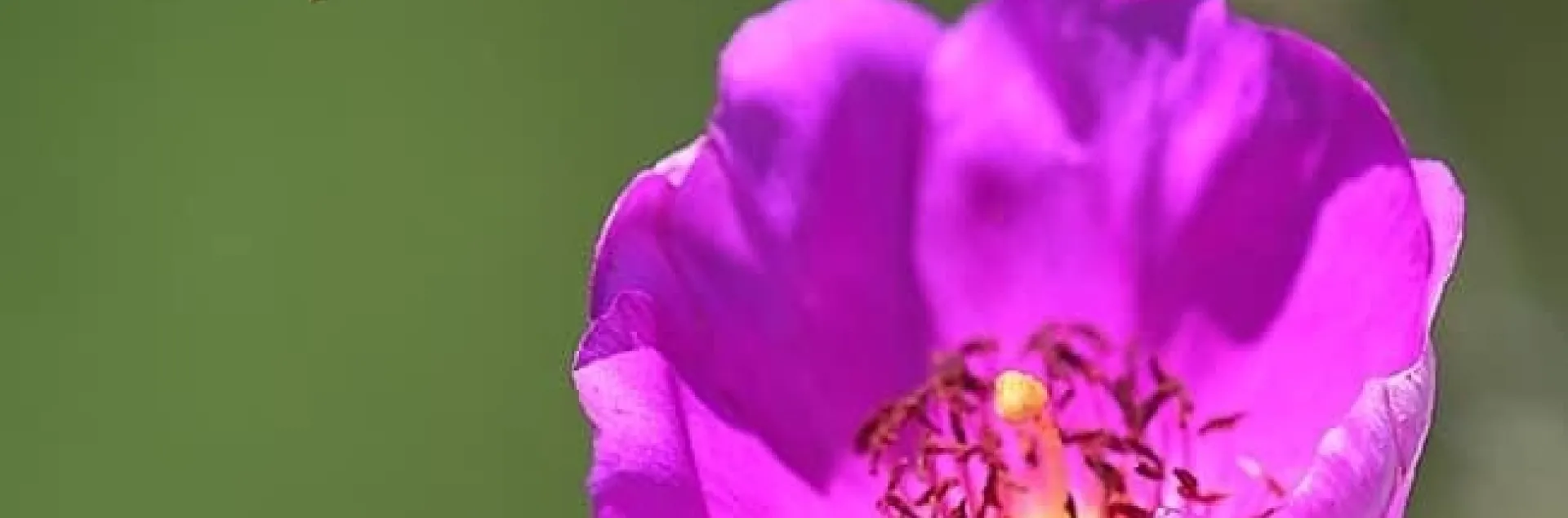 A honey bee exits a rock purslane, Calandrinia grandiflora. Today is World Bee Day. (Photo by Kathy Keatley Garvey)