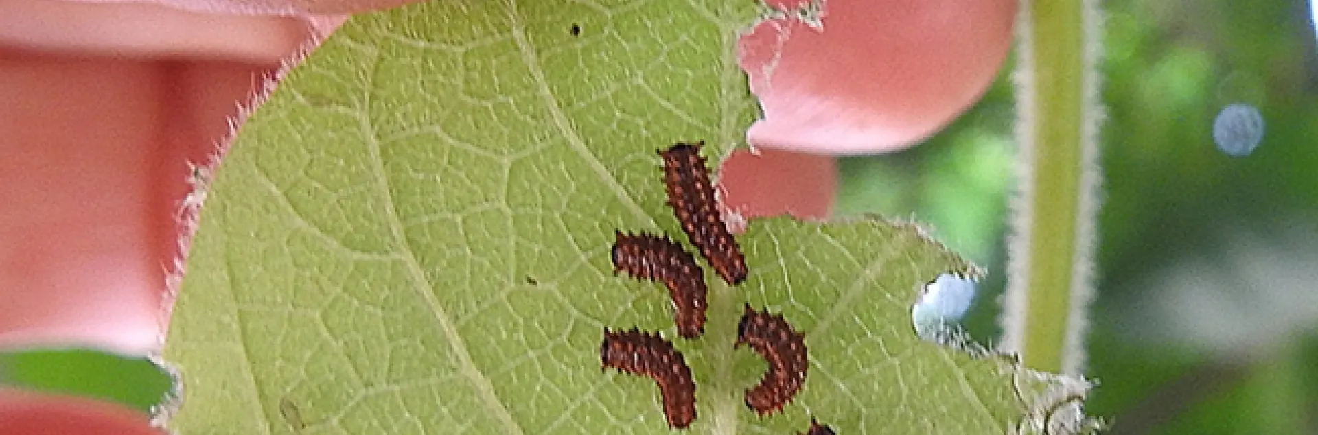 Tiny Pipevine Swallowtail caterpillars on their host plant, Dutchman's Pipe, at Vallejo's Loma Vista Farm. (Photo by Kathy Keatley Garvey)