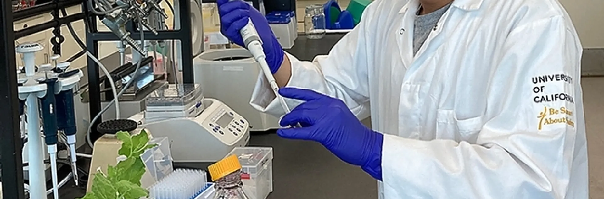 Juan Amado “Ado” Sales working in the nematology lab of Shahid Siddique.