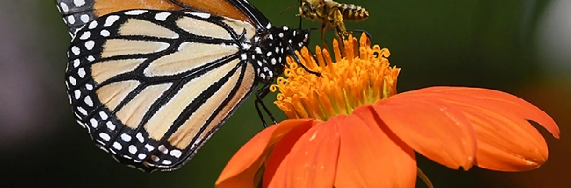 A territorial bee, a male Melissodes agilis, confronts a monarch butterfly in a Vacaville, Calif. pollinator garden. The prize relinquished: a Mexican sunflower, Tithonia rotundifola. (Photo by Kathy Keatley Garvey)
