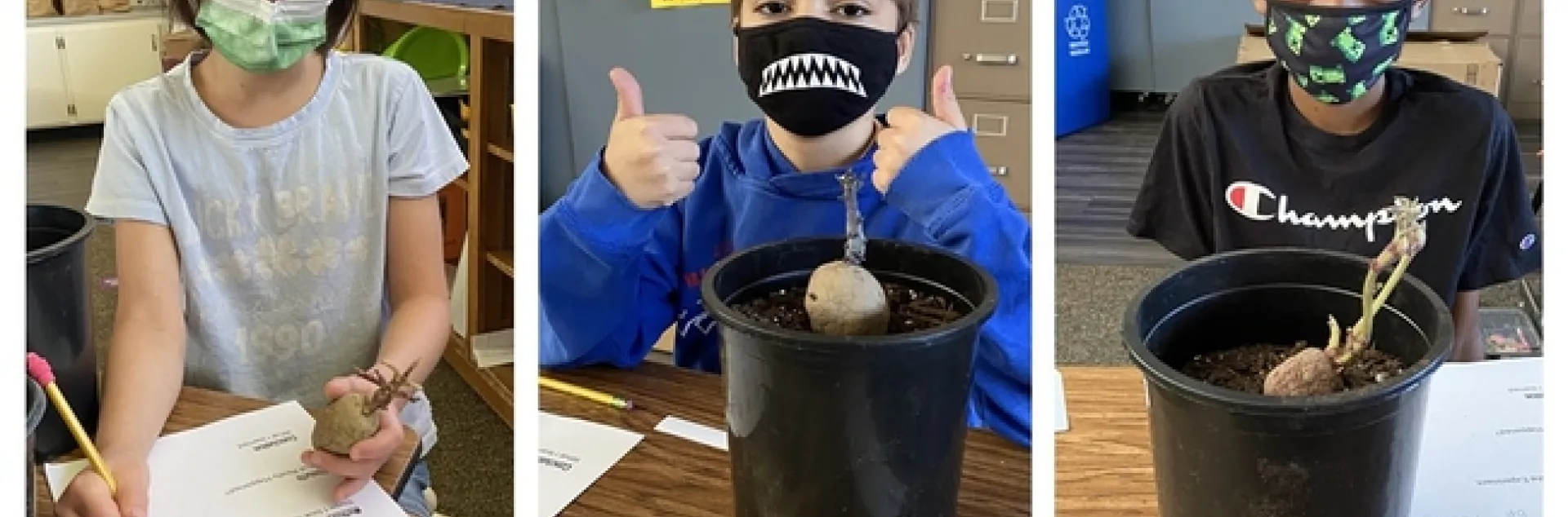 Third grade students at Linwood Elementary learn about cloning by growing potatoes from tubers.