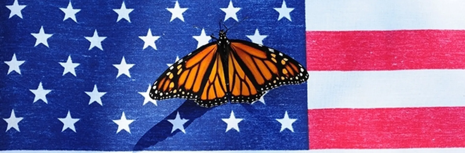 A monarch butterfly, Danaus plexippus, flutters on the American flag. (Photo by Kathy Keatley Garvey)