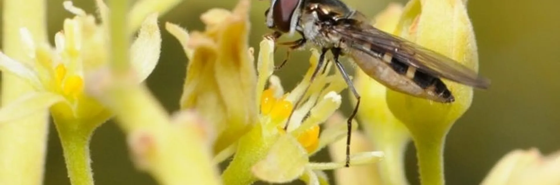 hover fly avocado flower