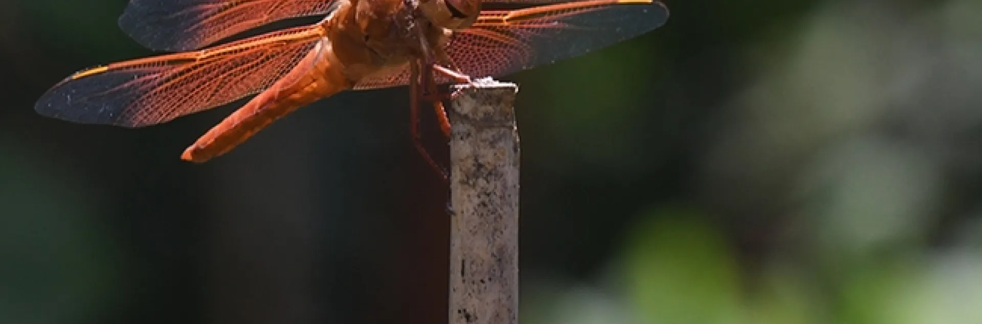The male flameskimmer dragonfly (Libellula saturata) is firecracker red. (Photo by Kathy Keatley Garvey)