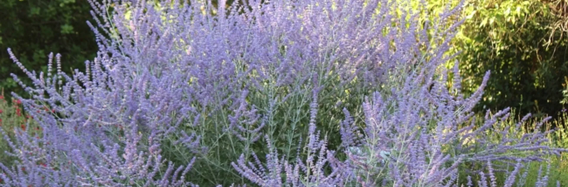 Russian sage plant in bloom