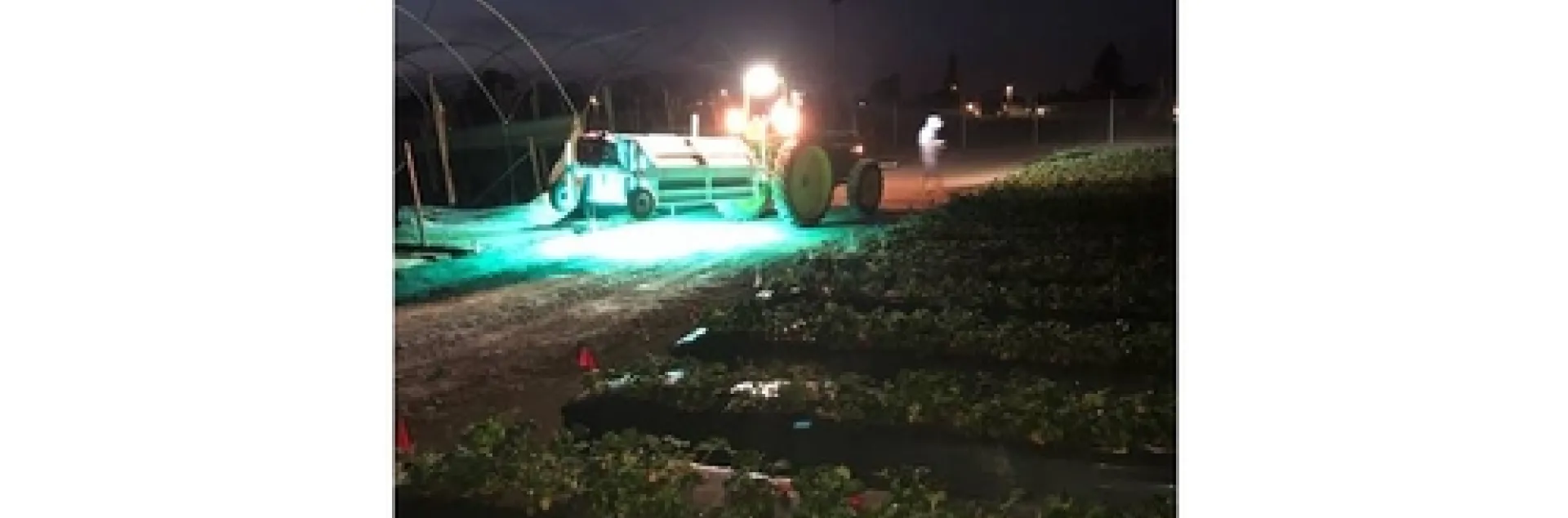 Night application of the UV light.