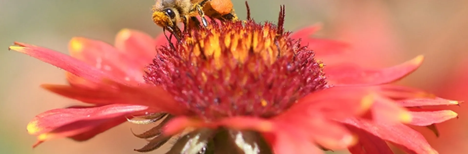 Peek-a-bee! A honey bee, blanketed with pollen, forages on a blanket flower, Gaillardia. (Photo by Kathy Keatley Garvey)