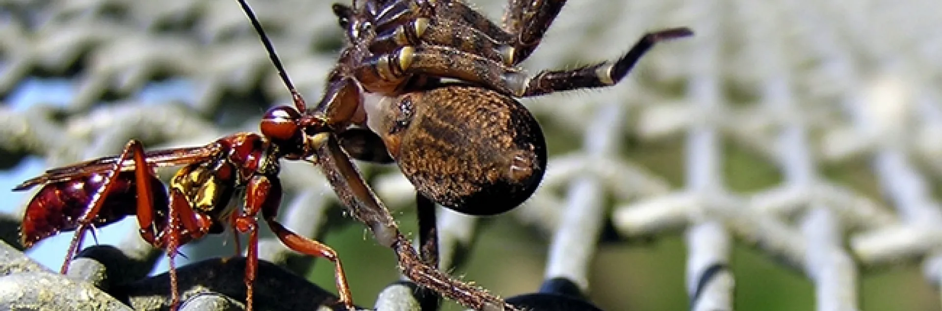 Female golden hunting wasp dragging a paralyzed spider to its nest. (Photo by Tony Wills, courtesy of Wikipedia)