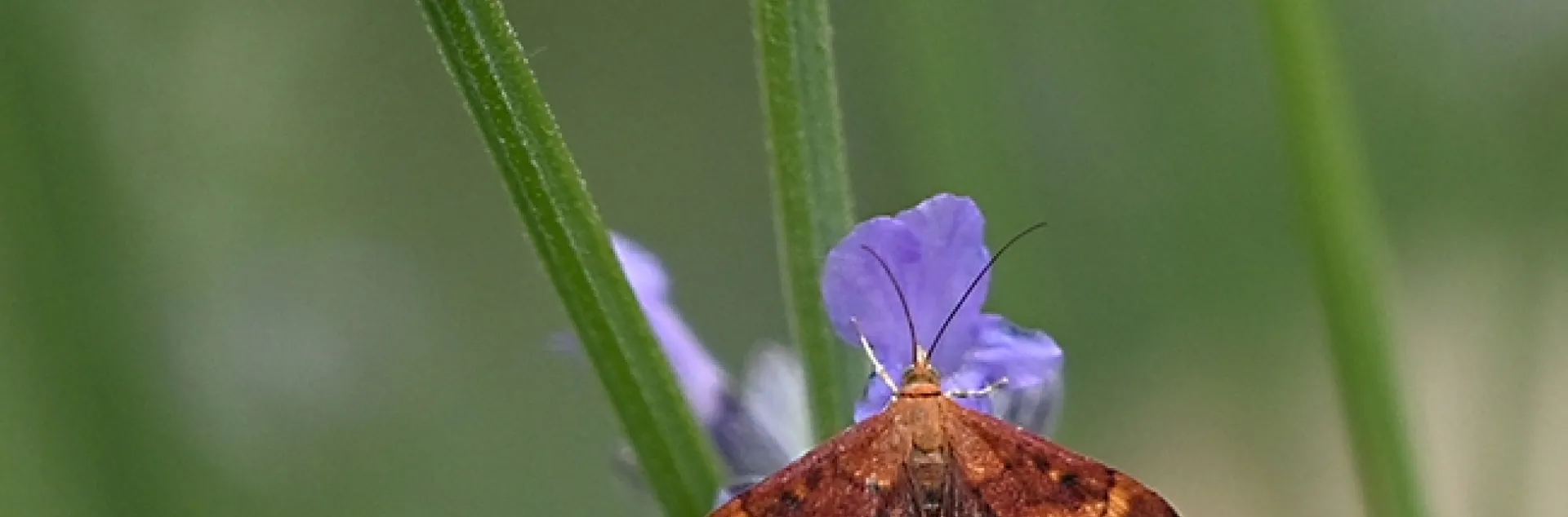 A mint moth, Pyrausta californicalis, nectaring on lavender in Vacaville, Calif. (Photo by Kathy Keatley Garvey)