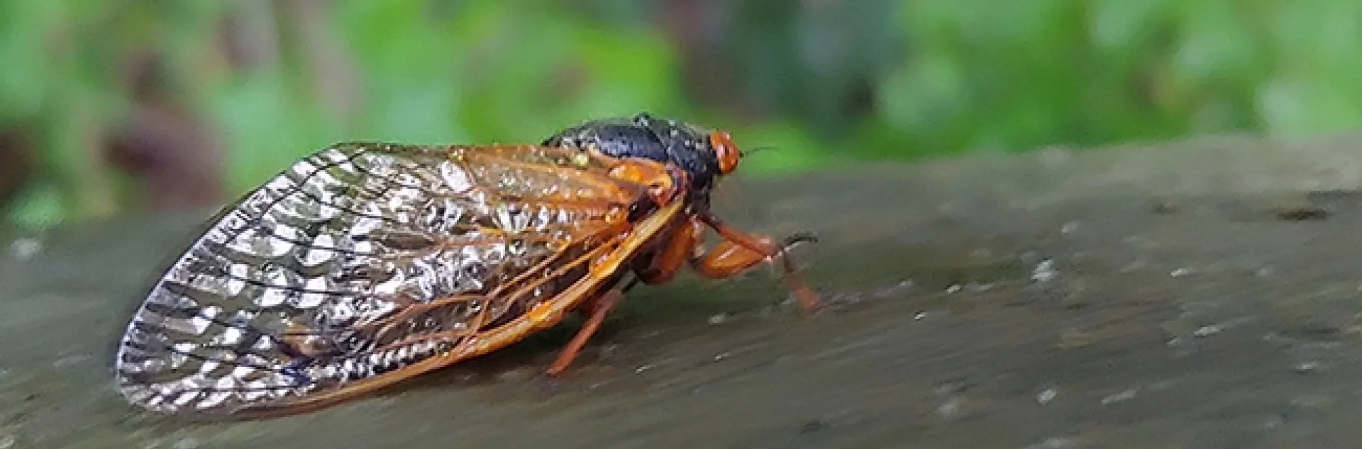 This close-up image of a Brood X cicada is from the Horsepen Branch Park, Bowie, MD. (Photo by Kelly Hamby)