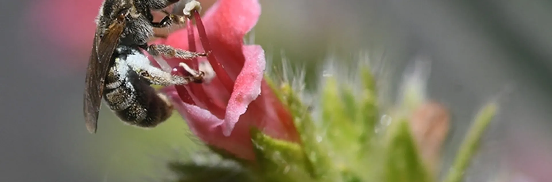 A sweat bee, Halictus tripartitus, nectaring on a tower of jewels (Echium wildpretii) in Vacaville, Calif. (Photo by Kathy Keatley Garvey)
