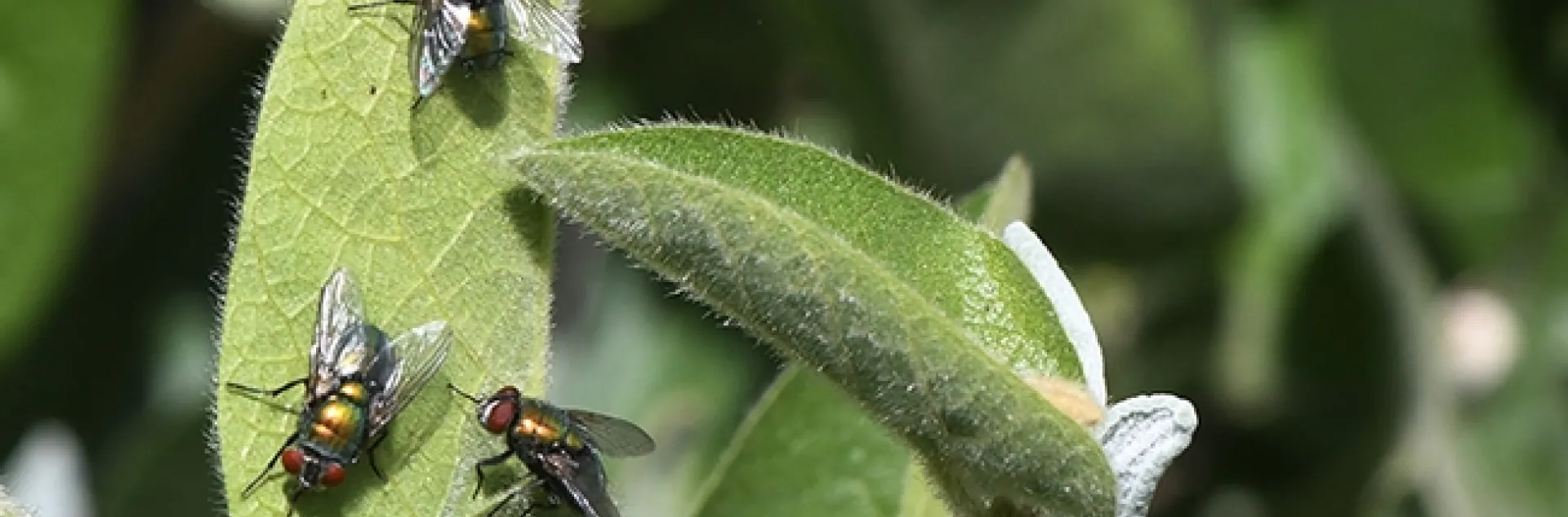 It's Friday Fly Day, so how about three green bottle flies on a catmint leaf? Imsge taken in Vacaville. (Photo by Kathy Keatley Garvey)