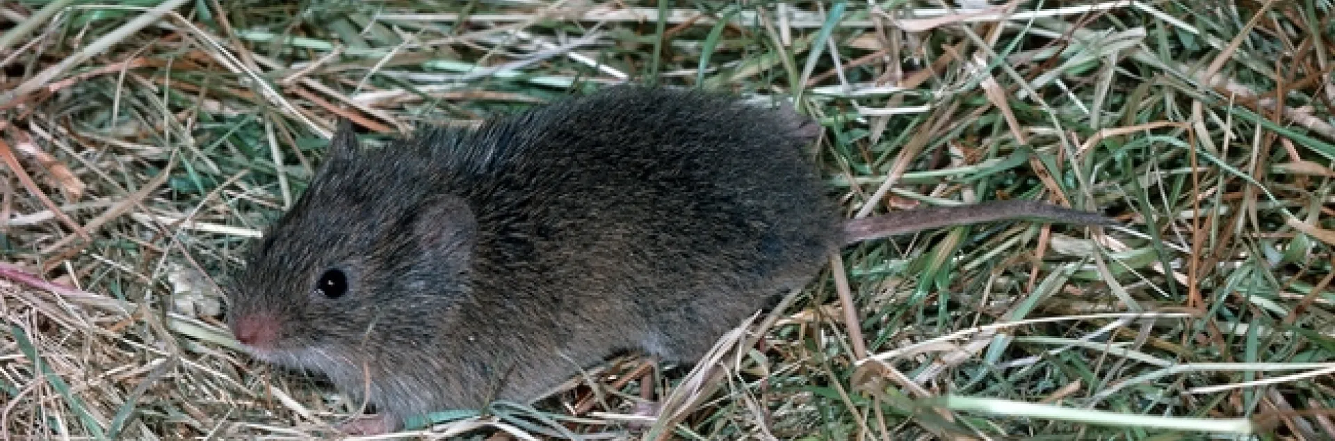 meadow mouse