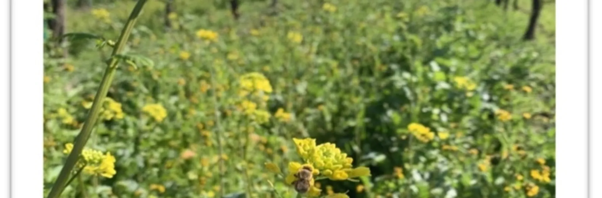 Figure 1: Happy bees and the cover crops. Photo by Samikshya Budhathoki.