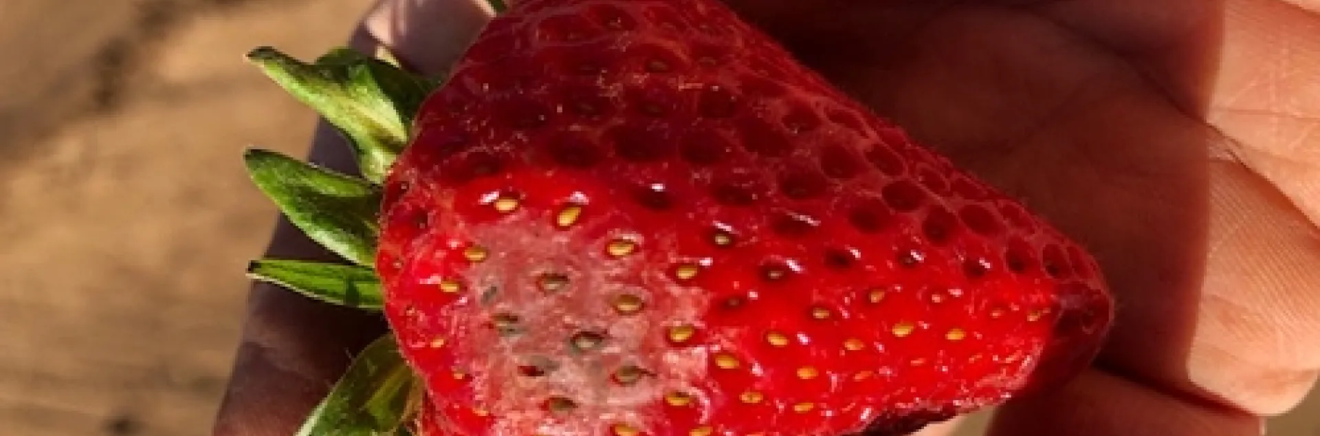 Discolored fruit - area is fairly hard and dryed out.