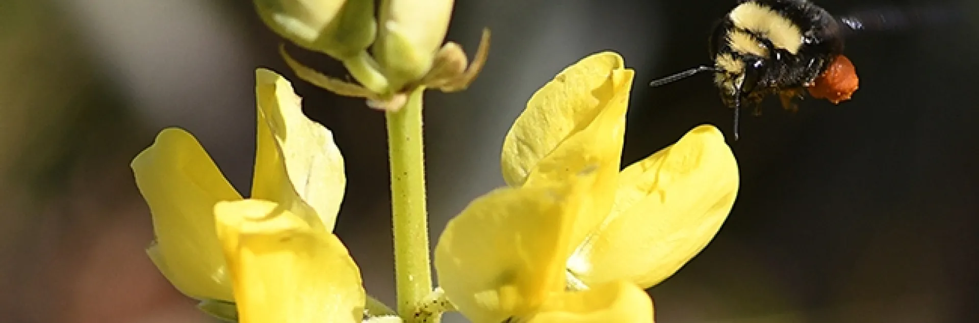 Packing red pollen from lupine, Lupinus arboreus, a yellow-faced bumble bee, Bombus vosnesenskii, heads toward more blossoms at Doran Regional Park, Bodega Bay. (Photo by Kathy Keatley Garvey)