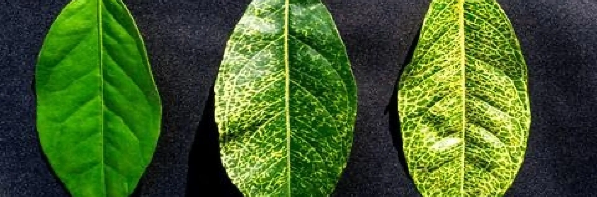 citrus yellow vein disease