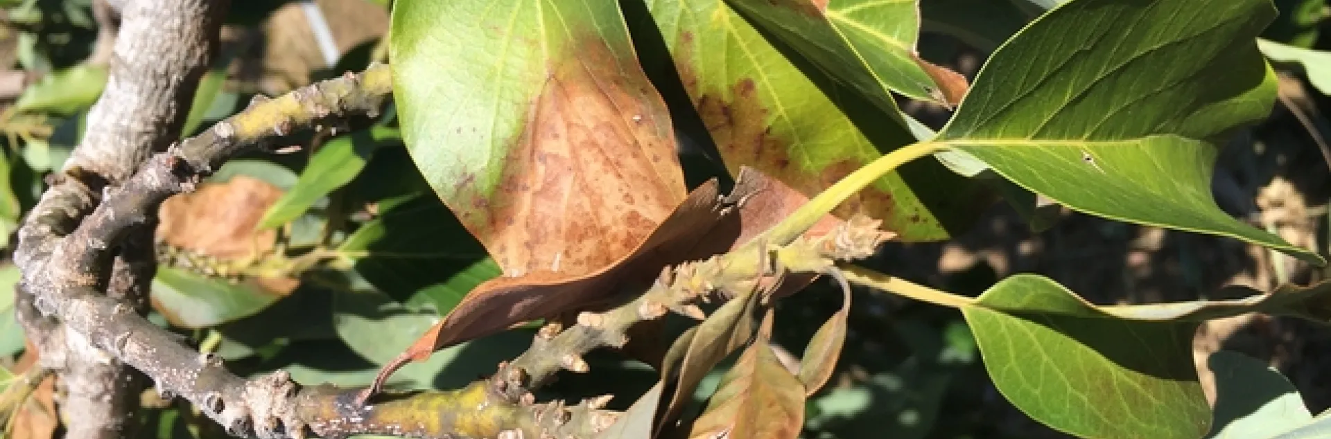 avocado aspyhxiation