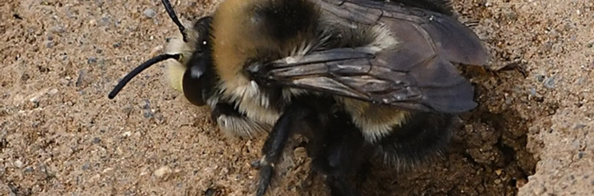 Close-up of a digger bee, Anthophora bomboides stanfordiana, on a sand cliff at Bodega Head, Sonoma County. (Photo by Kathy Keatley Garvey)