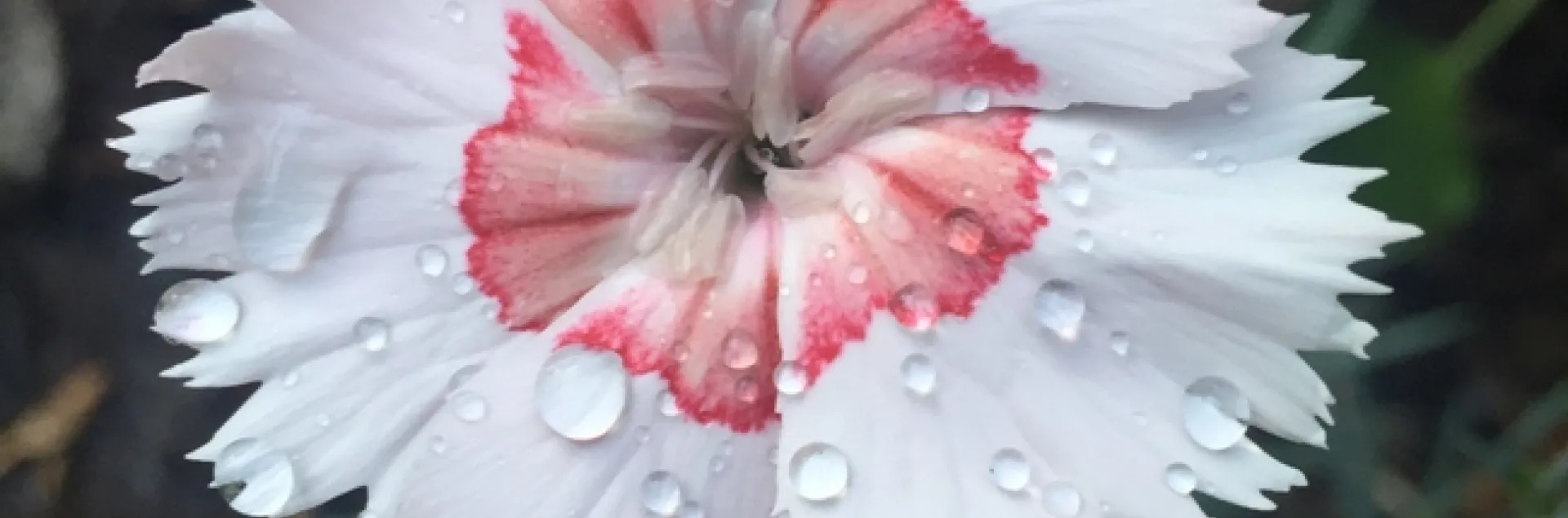 Dianthus 'Georgia Peach' photo by Jennifer Baumbach
