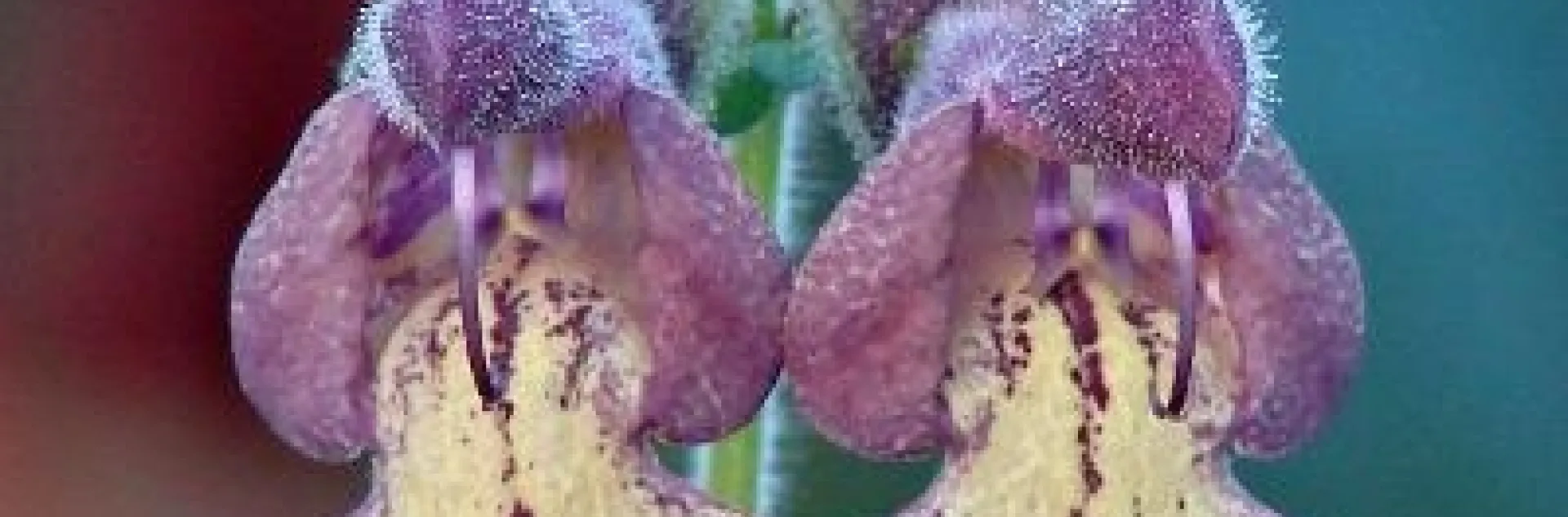 Szechuan sage-photo from Flowers by the Sea