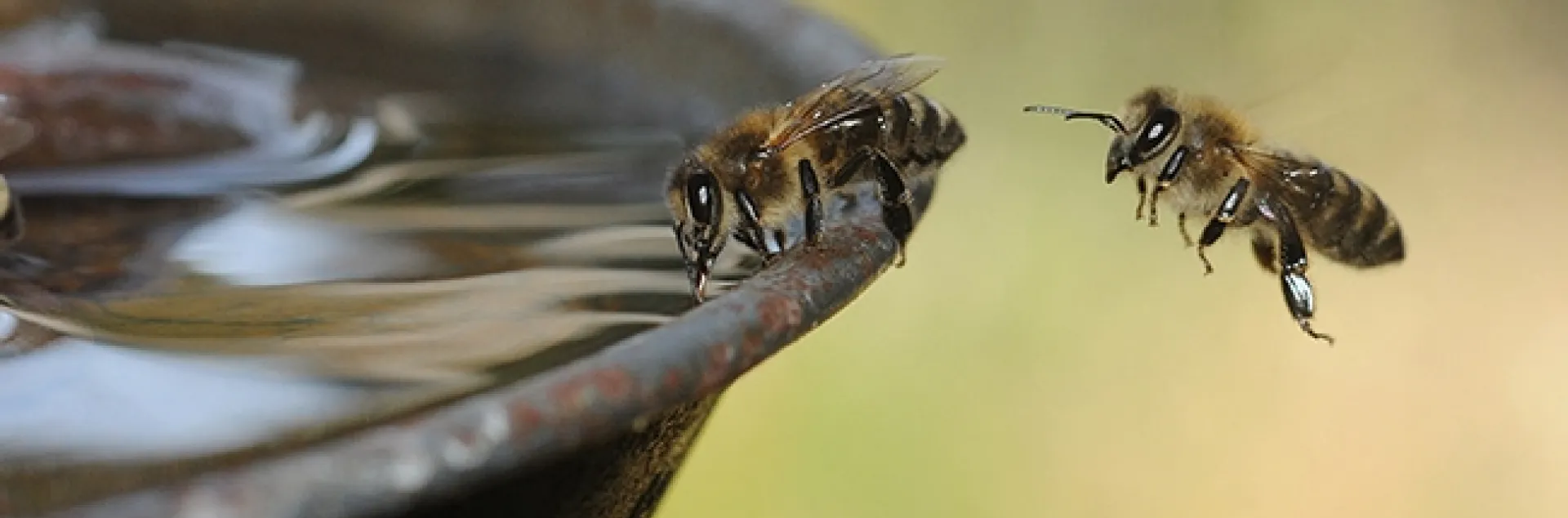 Honey bees at a water fountain at the Harry H. Laidlaw Jr. Honey Bee Research Facility, UC Davis. (Photo by Kathy Keatley Garvey)