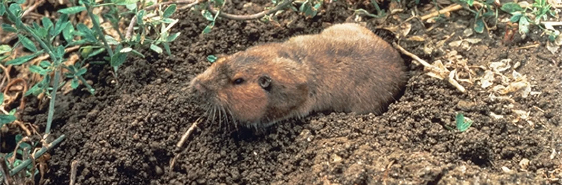 Adult pocket gopher