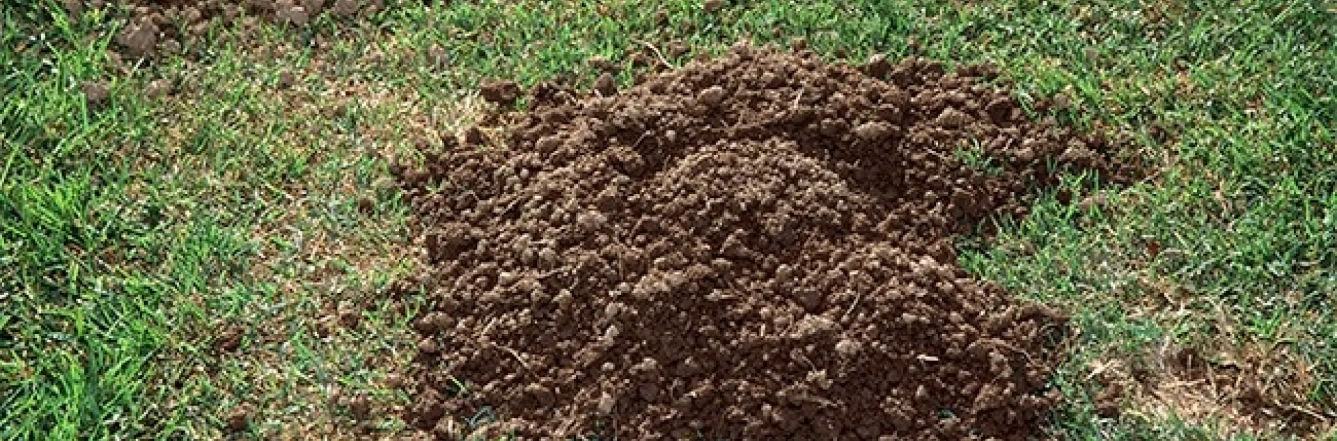 gopher Crescent-shaped mound and plugged burrow opening of a pocket gopher