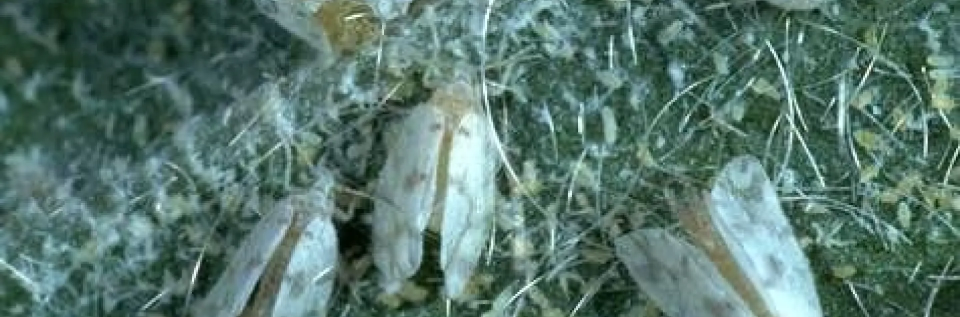 Three white and orange insects with waxy strands covering a leaf.