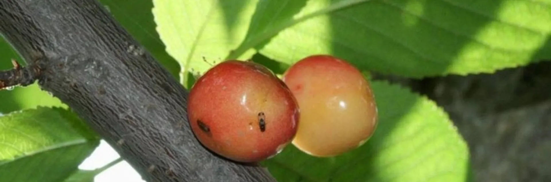 SpottedWingDrosophilaLayingEggs-850x491