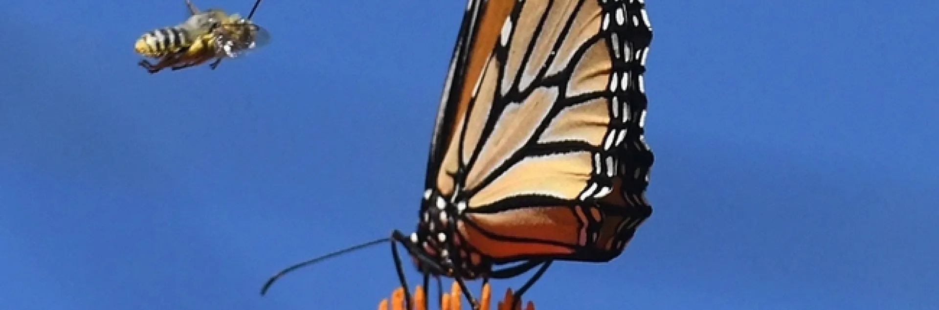 A male longhorned bee, Melissodes agilis, targets a monarch butterfly on a Mexican sunflower in Vacaville, Calif. (Photo by Kathy Keatley Garvey)