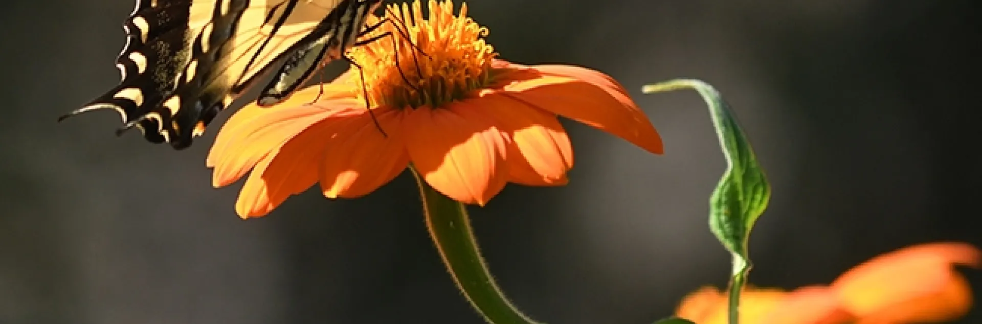 A newly emerged Western tiger swallowtail forages on a Mexican sunflower in Vacaville, Calif. (Photo by Kathy Keatley Garvey)