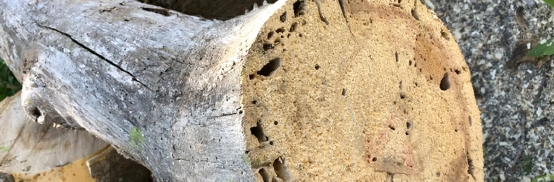 shot hole borer feeding