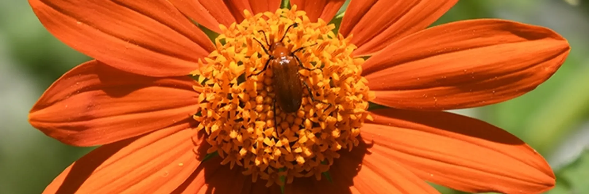 The blister beetle is both a pollinator and a pest. It is a pest of alfalfa and is toxic to livestock, especially horses. This one is foraging on a Mexican sunflower (Tithonia rotundifola) in Vacaville. (Photo by Kathy Keatley Garvey)