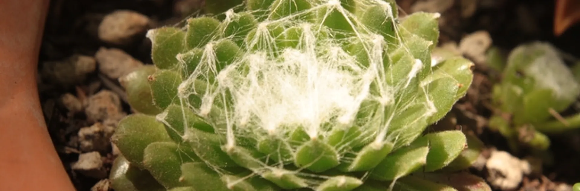 photo by Jennifer Baumbach