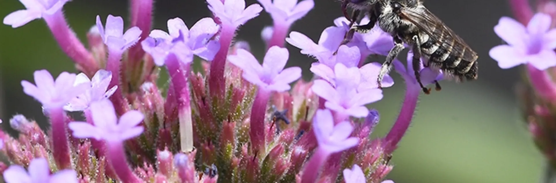 A leafcutter bee (family Megachilidae) foraging on Verbena in Vacaville, Calif. (Photo by Kathy Keatley Garvey)