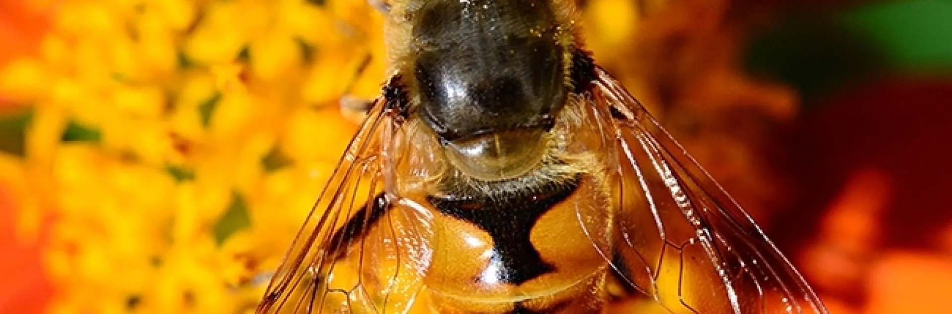 This drone fly (Eristalis tenax) is often mistaken for a honey bee. (Photo by Kathy Keatley Garvey)