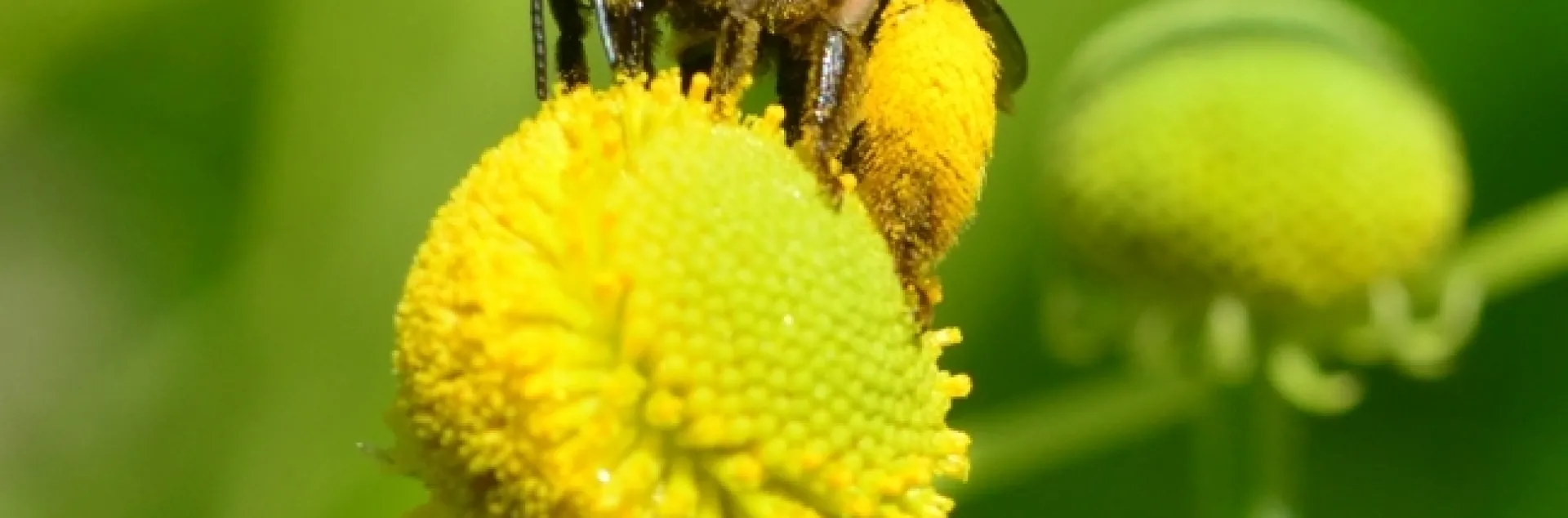A female long-horned bee, Svastra obliqua expurgata, foraging on sneezeweed at the UC Davis Arboretum and Public Garden. (Photo by Kathy Keatley Garvey)