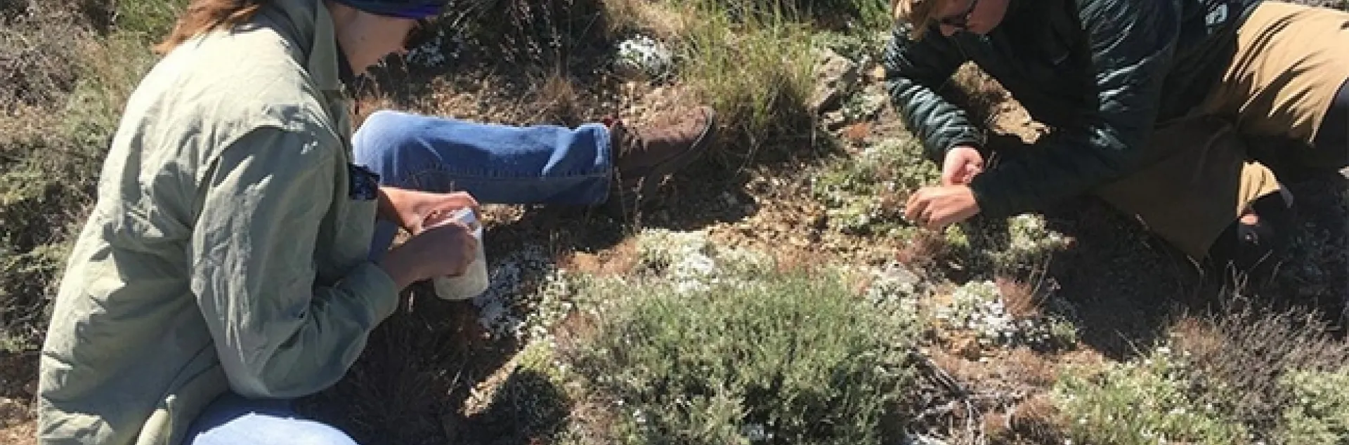 In this image, Jacob “Jake” Francis and Sage Kruleski, an undergraduate researcher from the University of Nevada, Reno, are sampling nectar and pollen rewards from phlox on Peavine Mountain, northwest of Reno.