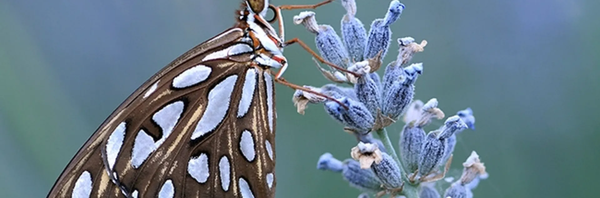 It's early morning, and a newly eclosed Gulf Fritillary, Agraulis vanillae, perches on lavender in Vacaville, Calif. (Photo by Kathy Keatley Garvey)