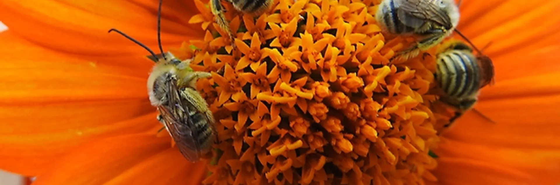 Boys' Night Out--Five male longhorned bees, Melissodes agilis, sleeping on a Mexican sunflower, Tithonia rotundifola. (Photo by Kathy Keatley Garvey)