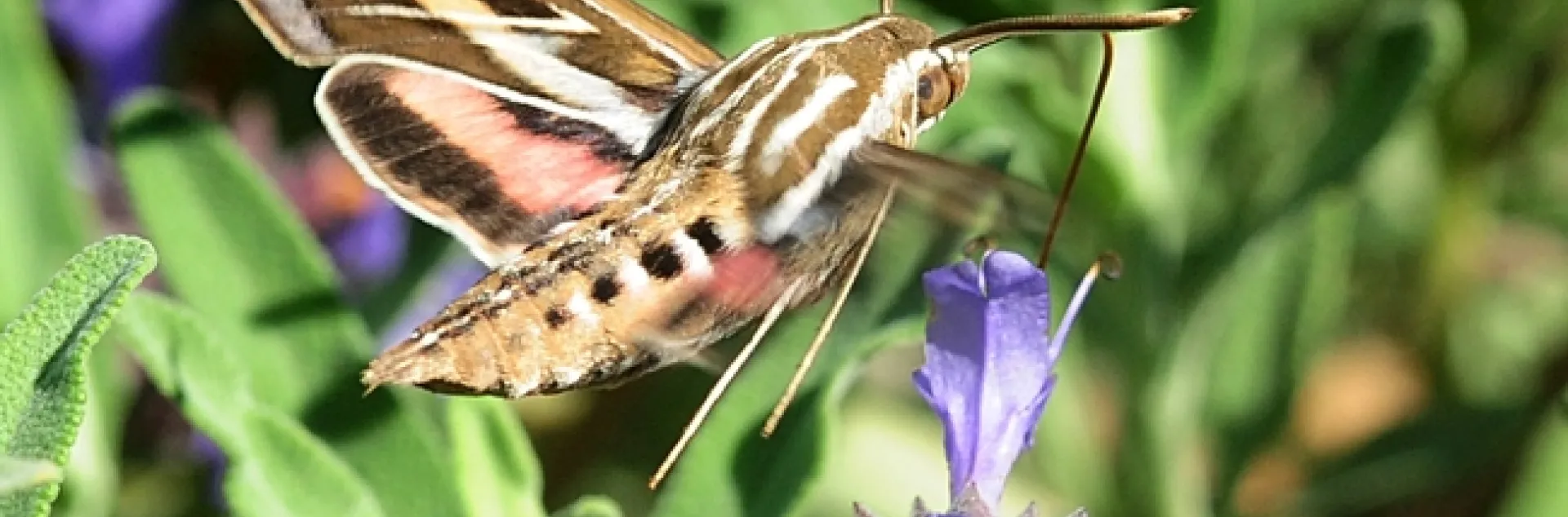 A brown moth with white and pink lined wings sips nectar from a purple salvia flower.