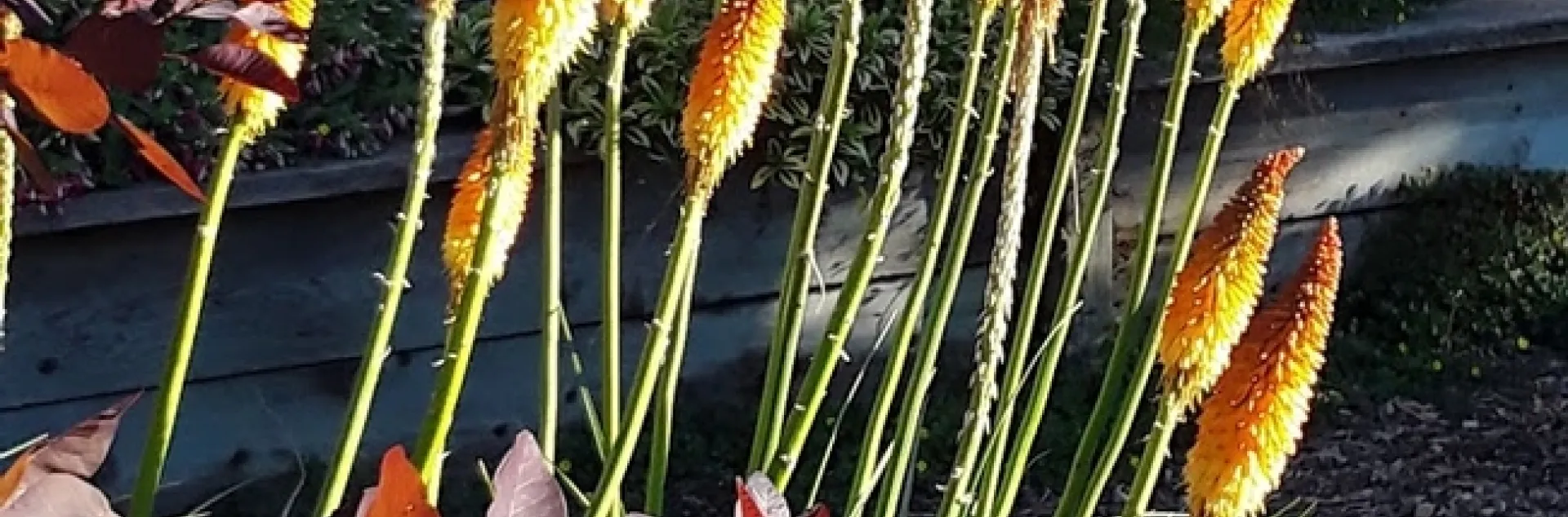 Kniphofia uvaria full sun