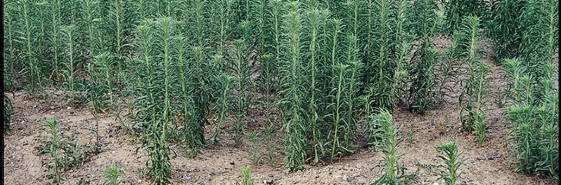 horseweed mature
