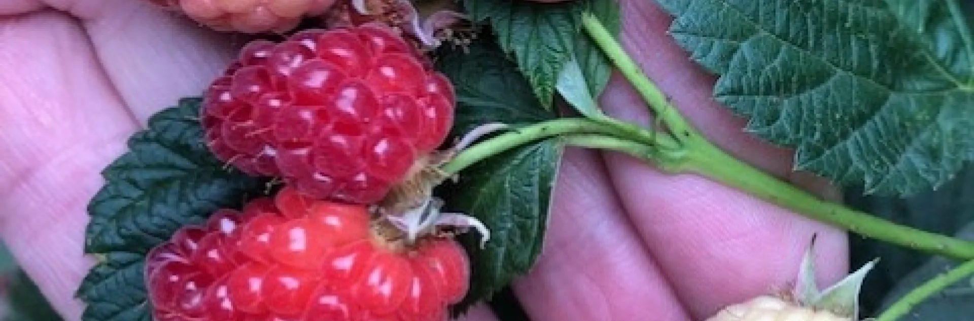 Split raspberry fruit with unsplit, less mature fruits.