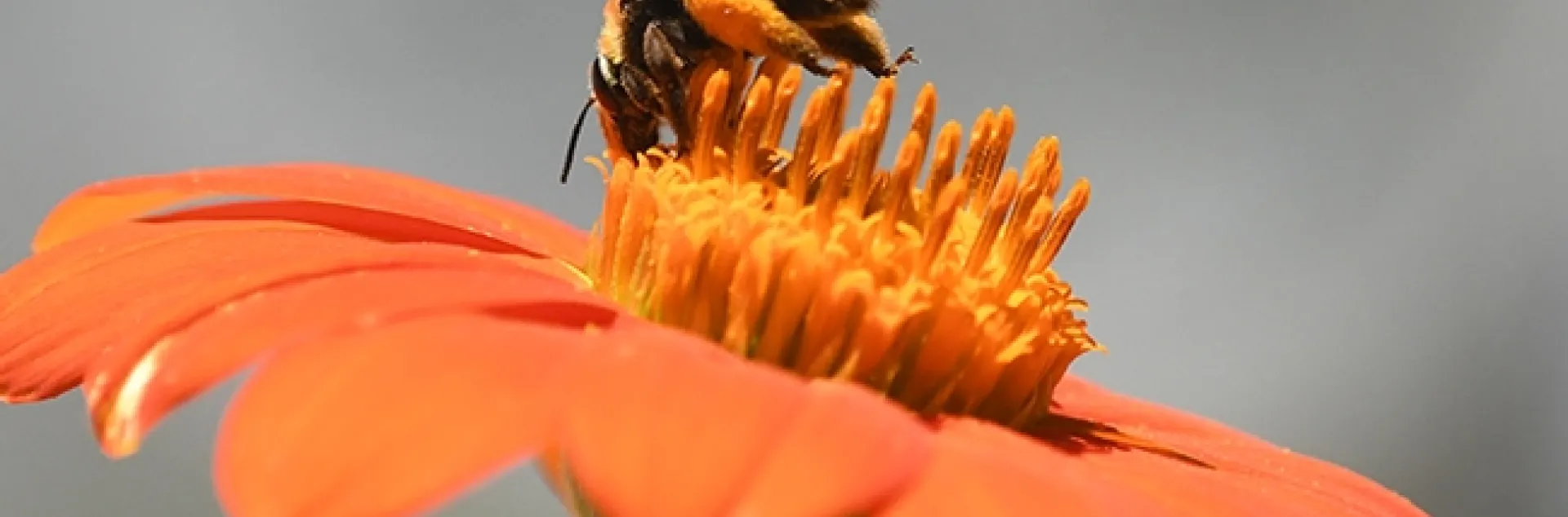 A female sunflower bee, Svastra obliqua expurgata, forages on a Mexican sunflower, Tithonia rotundifola, in Vacaville, Calif. (Photo by Kathy Keatley Garvey)